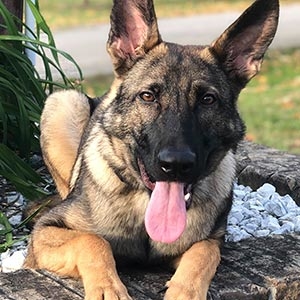 Obedience-Home-The-Complete-K9