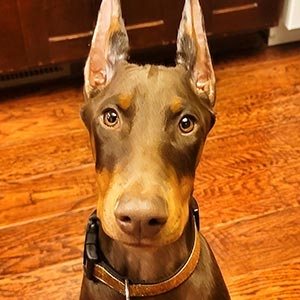 Puppy-Home-The-Complete-K9