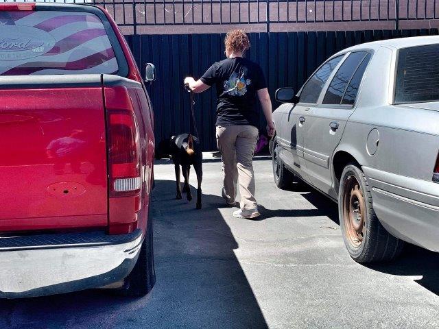 scent detection the complete k9 gallery (10)