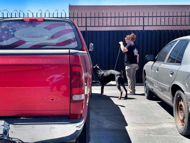 scent detection the complete k9 gallery (11)