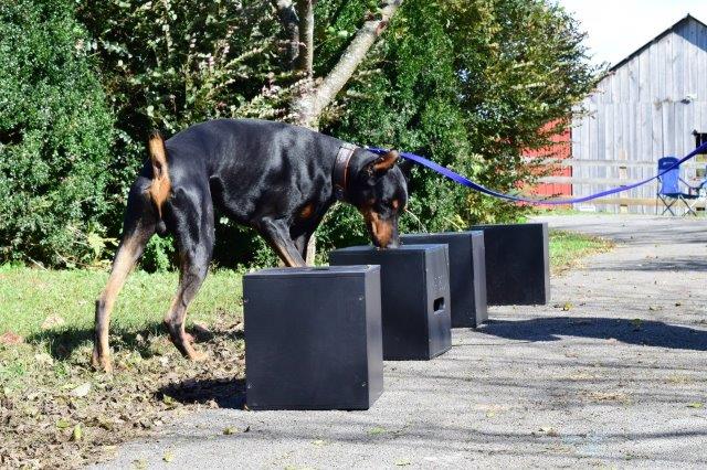 scent detection the complete k9 gallery (2)