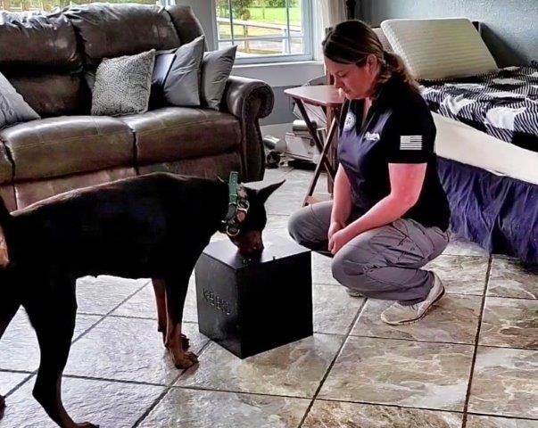 scent detection the complete k9 gallery (3)