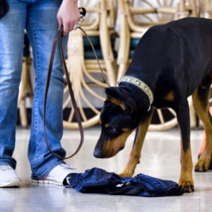 scent detection the complete k9 gallery (4)