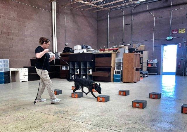 scent detection the complete k9 gallery (5)