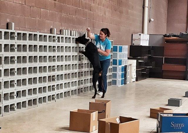 scent detection the complete k9 gallery (6)