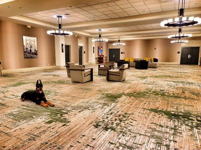 scent detection the complete k9 gallery (7)