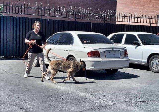 scent detection the complete k9 gallery (8)