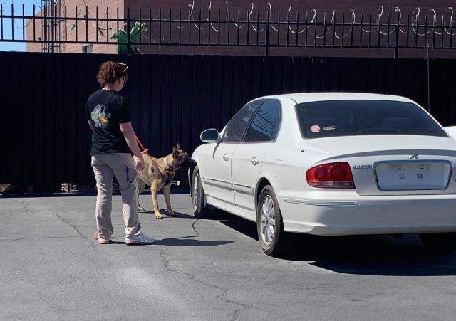 scent detection the complete k9 gallery (9)