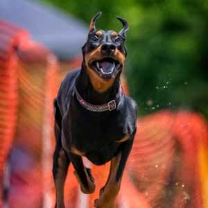 Obedience-Training-Home-The-Complete-K9